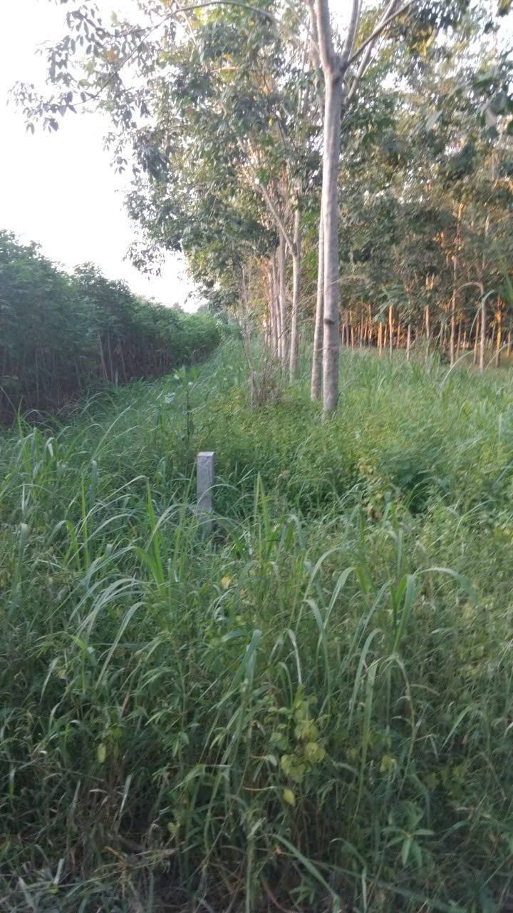 Đất cao su Tân Hiệp, Tân Châu 3600m² giá 570 triệu - Cơ hội đầu tư hấp dẫn!