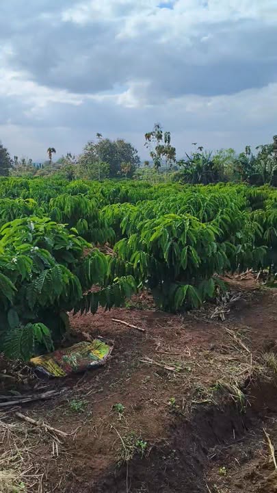 Đất nền Ea M'Droh 32000m² giá 1.9 tỷ - Cơ hội đầu tư tuyệt vời!