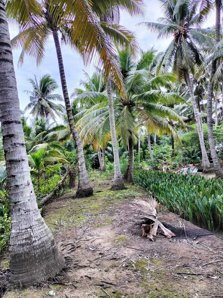 Đất trồng cây lâu năm Châu Hòa 1000m² giá 360 triệu - Cơ hội đầu tư hấp dẫn!