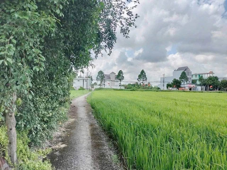 Đất lúa 200m² phường 7 Tân An giá chỉ 499 triệu - Cơ hội đầu tư tuyệt vời!