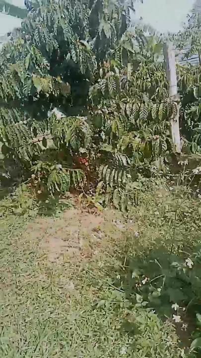 Đất nền Tân Lâm Di Linh 3ha giá 33.4 tỷ - Sổ đỏ chính chủ!