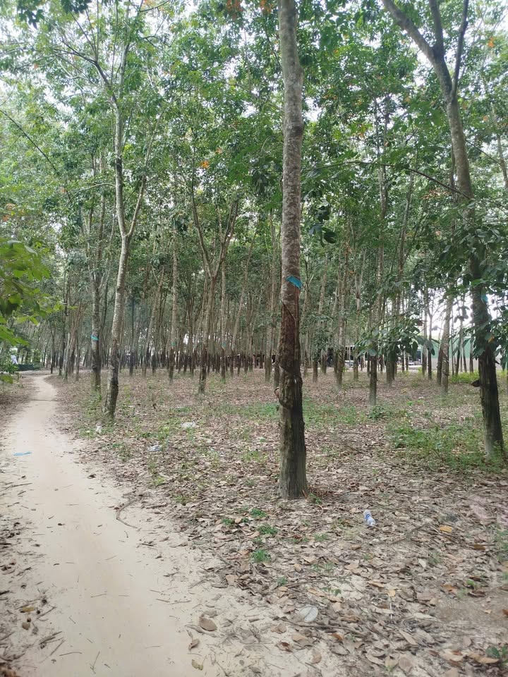 Đất nền Bình Mỹ, Bắc Tân Uyên 4900m² giá 7.5 tỷ - Đầu tư sinh lời ngay!