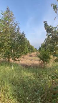 Đất nền 4,800m² tại Tháp Mười - Sổ đỏ chính chủ, giá 3.35 tỷ - Cơ hội đầu tư sinh lời!