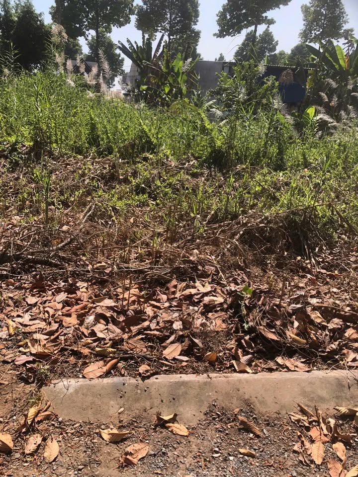 Đất nền Nguyễn Tri Phương, Mỹ An, Tháp Mười 81m² - Vị trí đẹp, giá mềm!