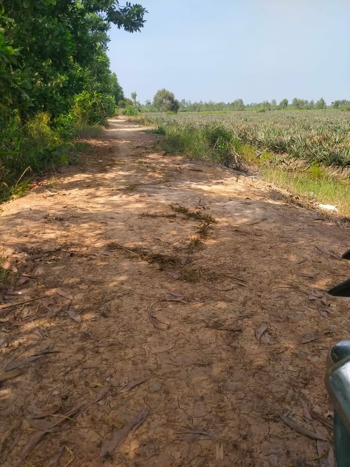 Đất nông nghiệp Tân Phước 1, Đồng Tháp 45.000m² giá 7.2 tỷ - Cơ hội đầu tư hiếm có!