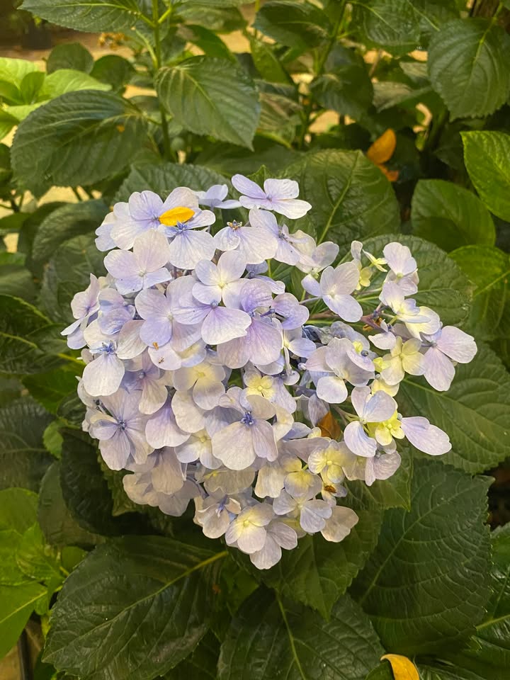 Đất nền KDC Hồng Phát, An Bình, Ninh Kiều 101,5m² - Giá tốt, vị trí đắc địa!