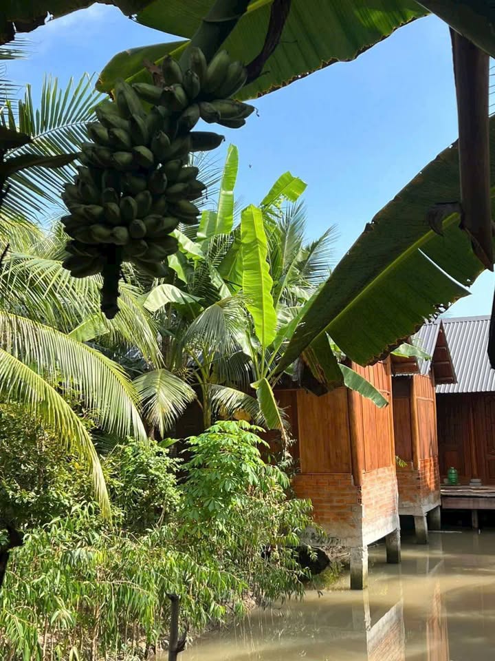 Khu nghỉ dưỡng và kinh doanh nhà hàng tại Cái Răng 1663m² giá 8.5 tỷ - Cơ hội đầu tư hấp dẫn!