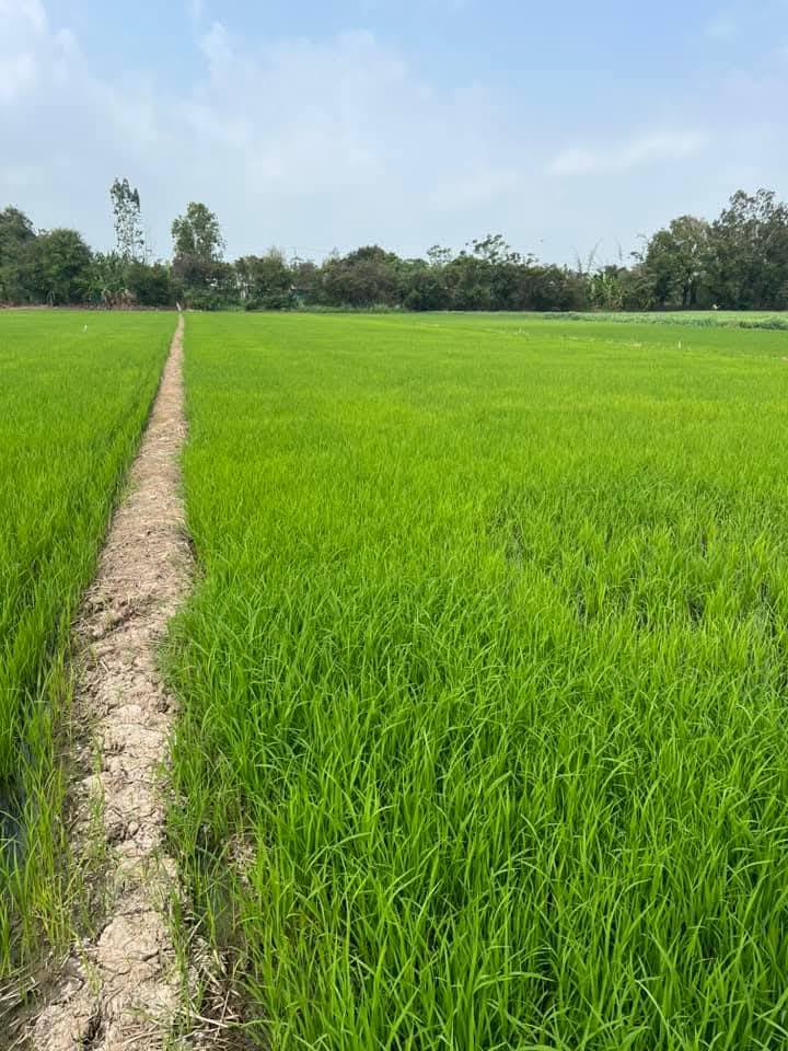 Đất nông nghiệp 2500m² tại Ấp Trại Cá, Gò Công Đông - Giá chỉ 625 triệu VND!