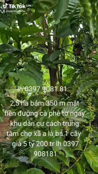 Farm Ia Băng Đăk Đoa 2,5 ha giá thỏa thuận - Đất rẫy cà phê bám đường nhựa!