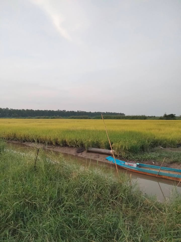 Đất tôm - lúa 11,5 công tại U Minh Thượng, Kiên Giang giá 1,495 tỷ - Đầu tư sinh lời hấp dẫn!