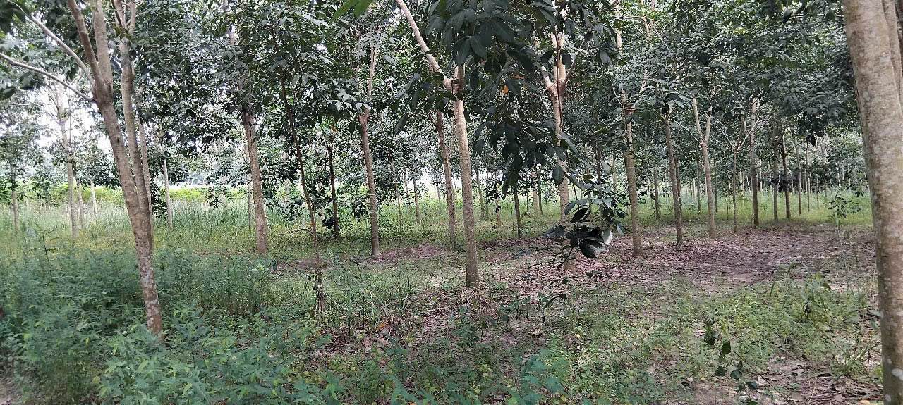 Đất cao su Tân Hiệp Tân Châu 3626m² giá 570 triệu - Cơ hội đầu tư hấp dẫn!