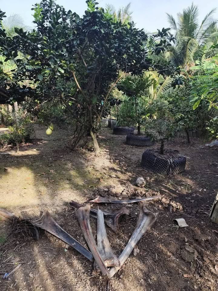 Đất nền xã An Thạnh Thủy, Chợ Gạo, Tiền Giang 220m² giá 500 triệu - Đầu tư sinh lời ngay!