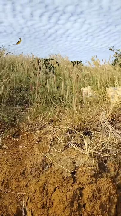 Đất nền Quảng Tân Tuy Đức 20.000m² giá 4 tỷ - Đầu tư sinh lời hấp dẫn!