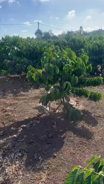 Đất nền 2ha tại Ea Bar, Buôn Đôn - Giá chỉ 1.296 tỷ, đầu tư sinh lời!