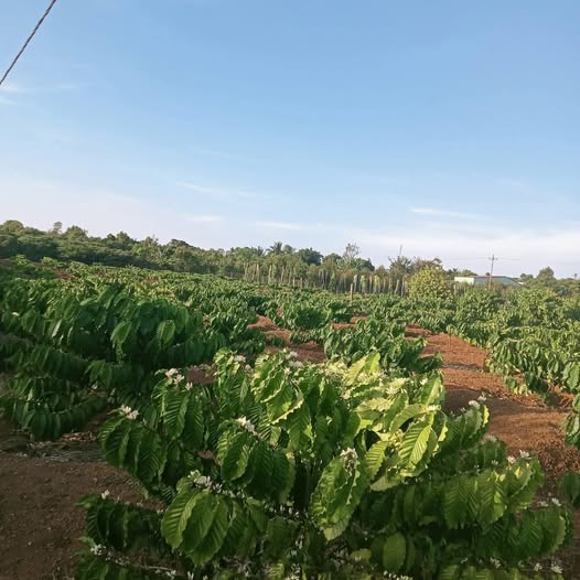 Đất thổ cư 1800m² tại thôn 6, Cư M'gar - Giá chỉ 1.1 tỷ VND, sổ đỏ chính chủ!