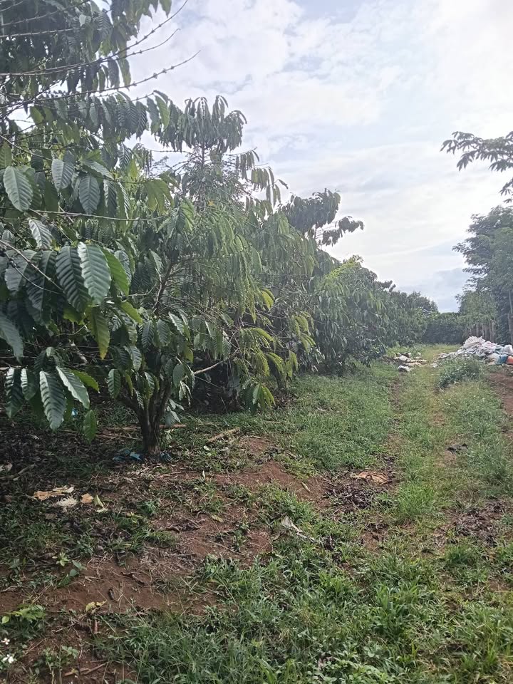 Đất nền Quảng Khê 3600m² giá 1.26 tỷ - Cơ hội đầu tư tuyệt vời!