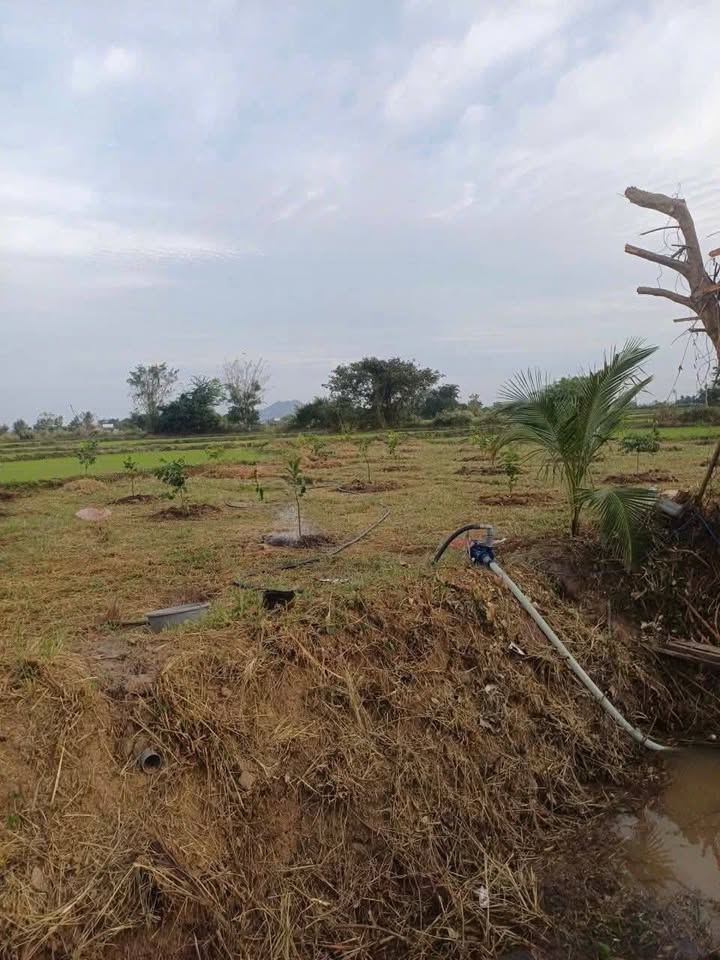 Đất vườn cây ăn trái tại Hàm Phú 500m² chỉ 170 triệu - Đầu tư sinh lời ngay!