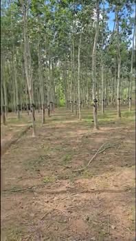 Farm đất cao su Ea Ral 20.000m² giá 6.4 tỷ - Mặt tiền đường tránh thuận lợi!