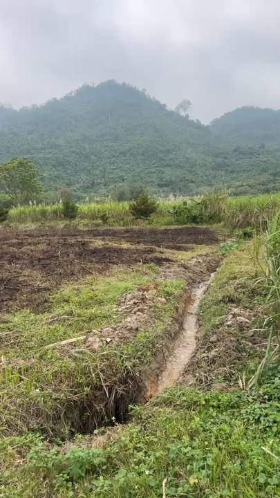 Đất nông nghiệp 7 héc tại Đồng Văn, Tân Kỳ - Sổ hồng chính chủ