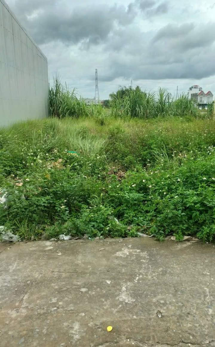 Đất thổ cư 72m² Tân Kim, Cần Giuộc giá 1.45 tỷ - Sổ hồng riêng, xe hơi vào tận nơi!