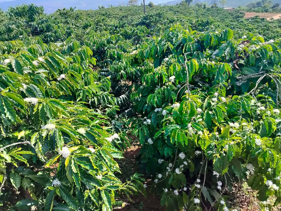 Đất nền Tân Nghĩa, Di Linh 3.200m² giá 1,5 tỷ - Đầu tư sinh lời tốt!