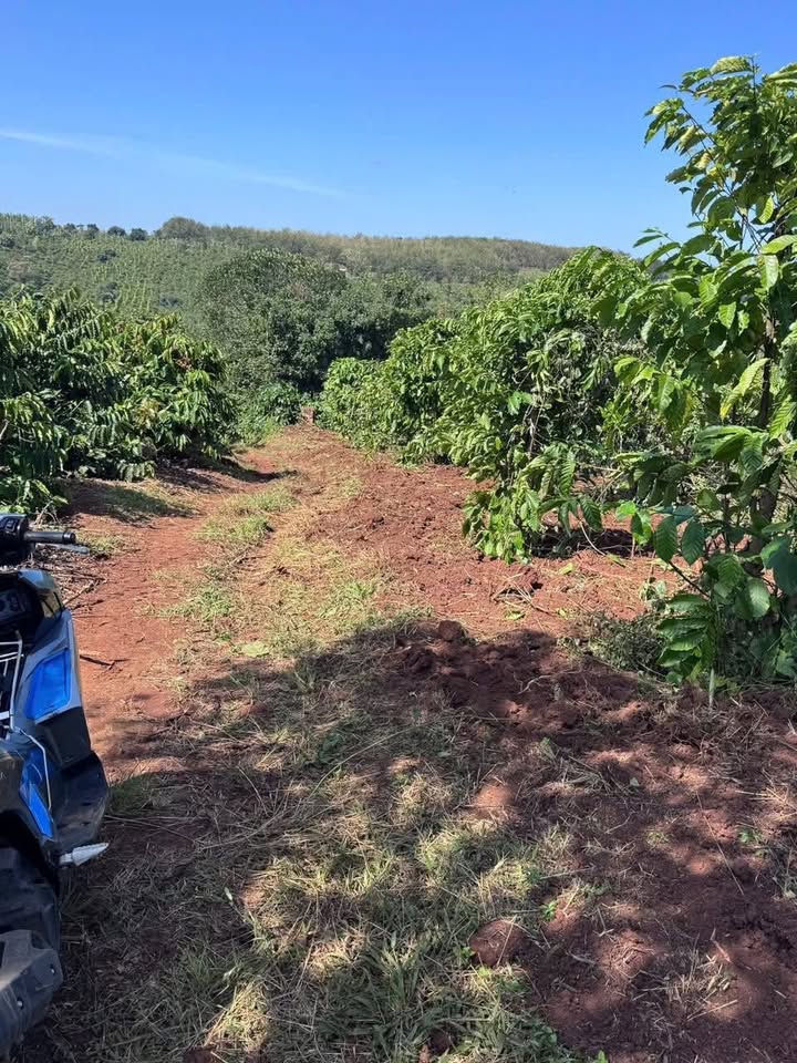 Đất đỏ 3 gian Ea Khal 16.000m² giá 560 triệu - Sổ đỏ chính chủ, đầu tư tiềm năng!