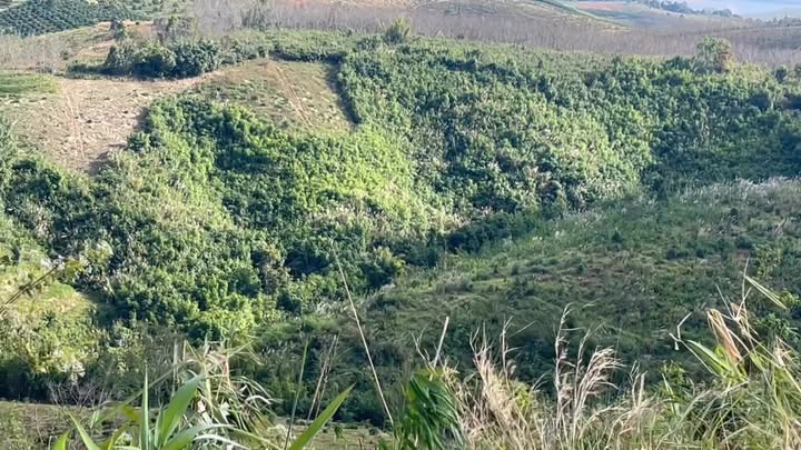 Đất nông nghiệp 2ha tại Sa Loong, Ngọc Hồi chỉ 250 triệu - Cơ hội đầu tư tuyệt vời!