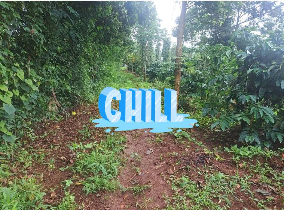 Đất rẫy Hòa Thắng Buôn Ma Thuột 3.2 sào giá 1.45 tỷ - Đất đỏ bazan màu mỡ, đầu tư lý tưởng!