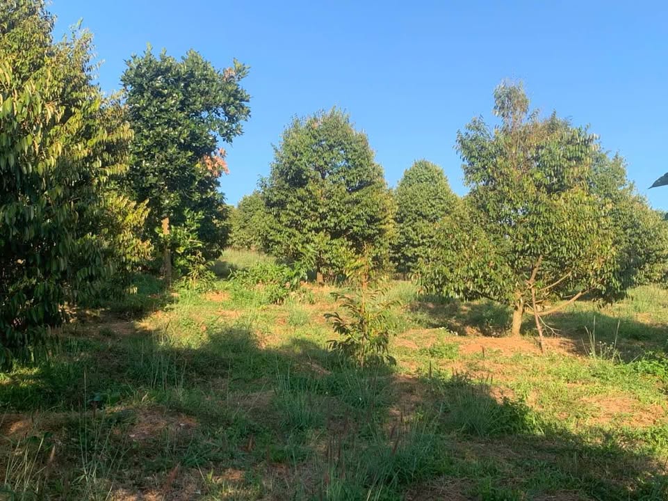 Đất vườn 2héc tại xã Ia Tô, Gia Lai – Cây sầu riêng và nhiều loại trái cây giá 5.6 tỷ!