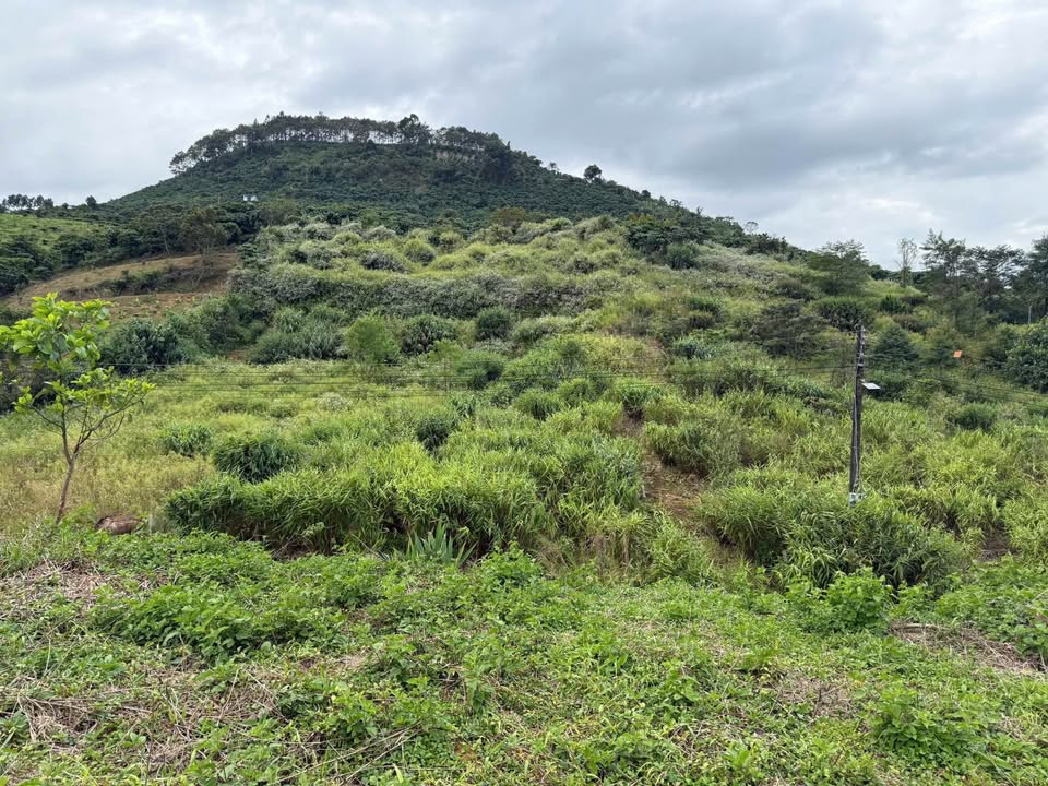 Đất nền mặt tiền Phạm Hồng Thái, Đại Lào 1148m² giá 5.5 tỷ - Cơ hội đầu tư lý tưởng!