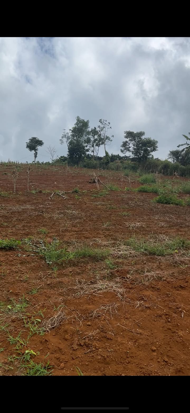 Đất nông nghiệp Đức Minh Đắk Mil 16.000m² - Giá chỉ 3.1 tỷ VND!