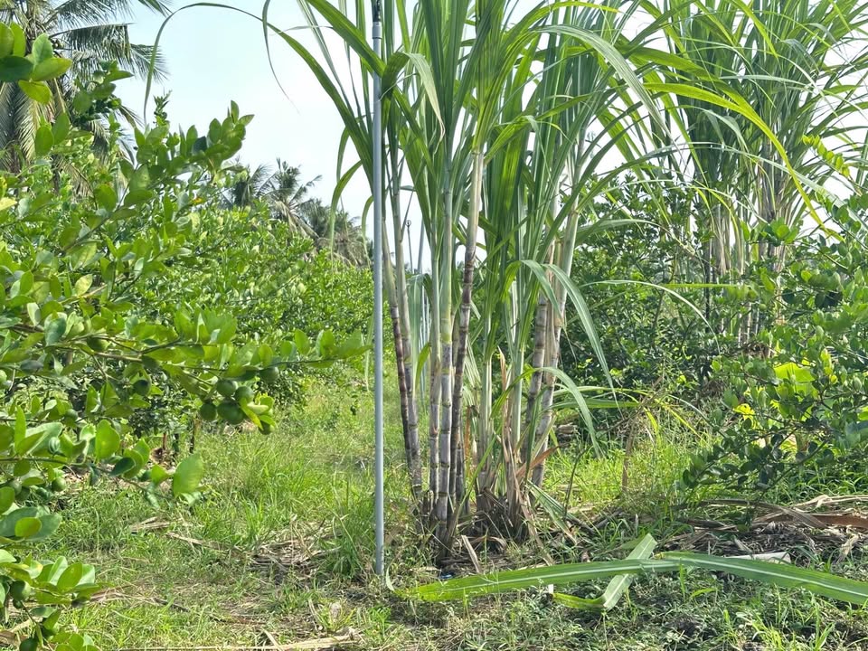 Đất vườn chanh Xen Dừa Phước Hưng 5141m² giá chỉ 250 triệu - Sẵn sàng khai thác ngay!