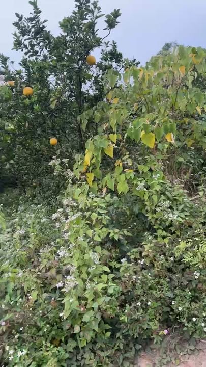 Đất thổ cư thôn Đông Khoát, Việt Lập, Tân Yên 240m² giá 100 triệu - Cơ hội đầu tư tuyệt vời!