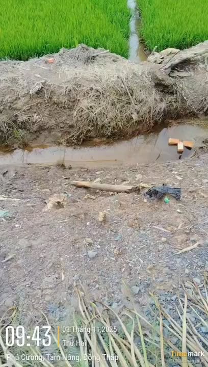 Đất nền Tháp Mười Đồng Tháp 12.800m² giá chỉ 2.176 tỷ - Mặt tiền rộng thuận lợi!