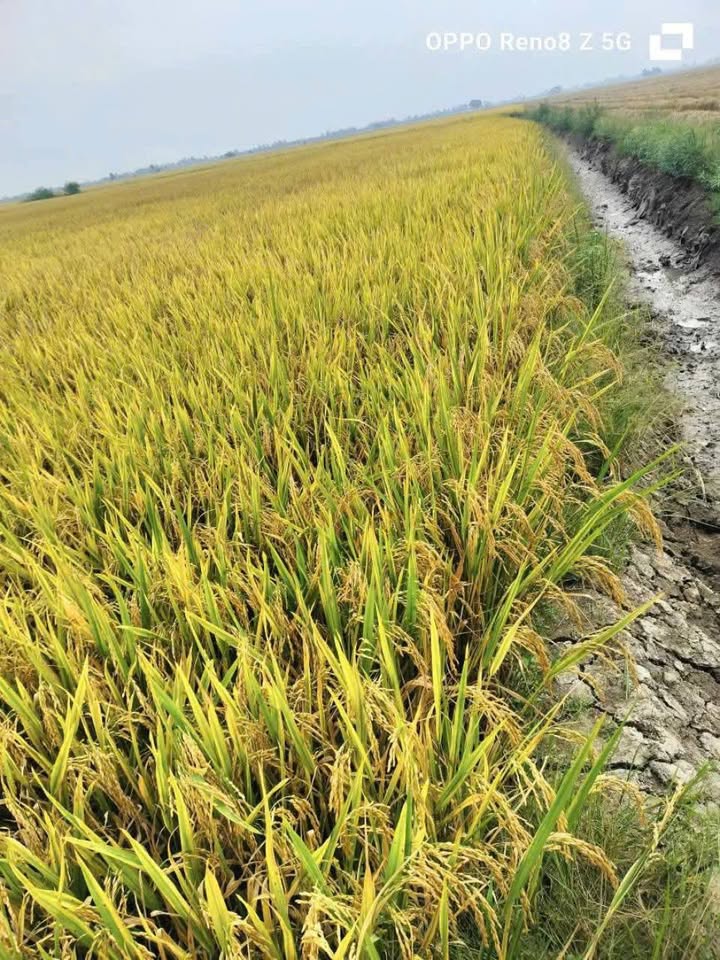 Đất nông nghiệp An Long 32.000m² giá 3.2 tỷ - Cơ hội đầu tư hấp dẫn!