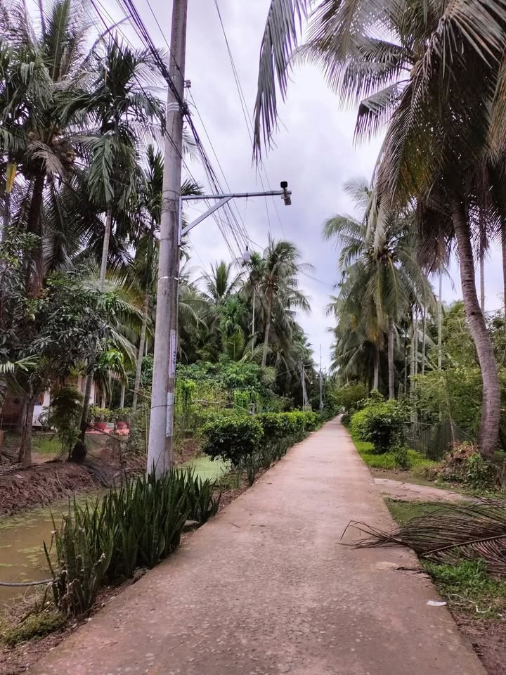 Đất nền Châu Bình, Giồng Trôm 7317.9m² giá 2 tỷ - Đất tốt, sổ đỏ chính chủ!