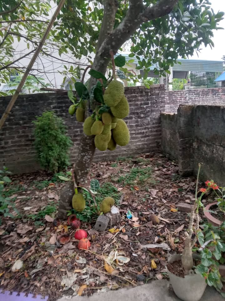 Đất nền Sông Công 312m² giá 1.3 tỷ - Cơ hội đầu tư tuyệt vời!