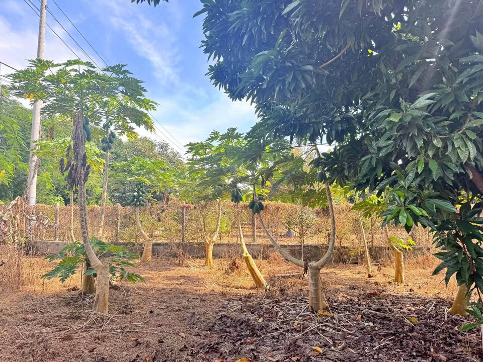 Đất nền Long Phước - TP Bà Rịa 900m² giá 2.8 tỷ - Sổ đỏ chính chủ, dân cư đông đúc!