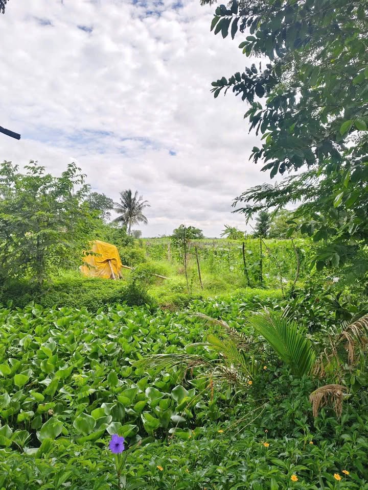 Đất nền mặt tiền Tỉnh Lộ 939, xã Đại Tâm, Mỹ Xuyên - Diện tích 2080m², giá 2.56 tỷ