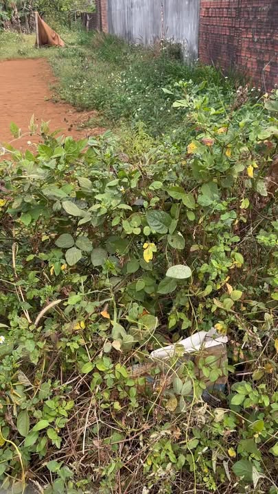 Đất nền 460m² tại thị trấn Phú Hoà, Gia Lai - Giá đầu tư chỉ 1.05 tỷ!