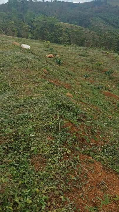 Đất nền thổ cư Lộc Bắc, Bảo Lâm 17.000m² - Giá chỉ 1.28 tỷ, sổ đỏ chính chủ!