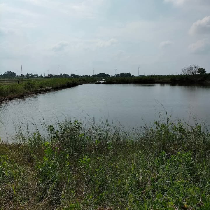 Đất Farm 16.000m² tại ấp Vĩnh Tiến, Bạc Liêu - Giá chỉ 1.44 tỷ, Sẵn sàng xây dựng!