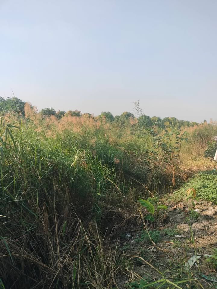 Đất nền Phương Thịnh, Đồng Tháp 4200m² giá 1 tỷ - Cơ hội đầu tư tuyệt vời!