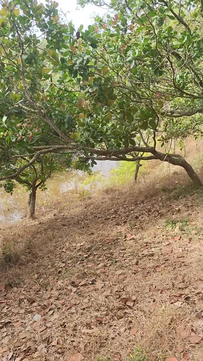 Đất nền thổ cư 3 hecta tại Bình Minh, Bù Đăng chỉ 1.8 tỷ - Gía thương lượng cực mạnh!