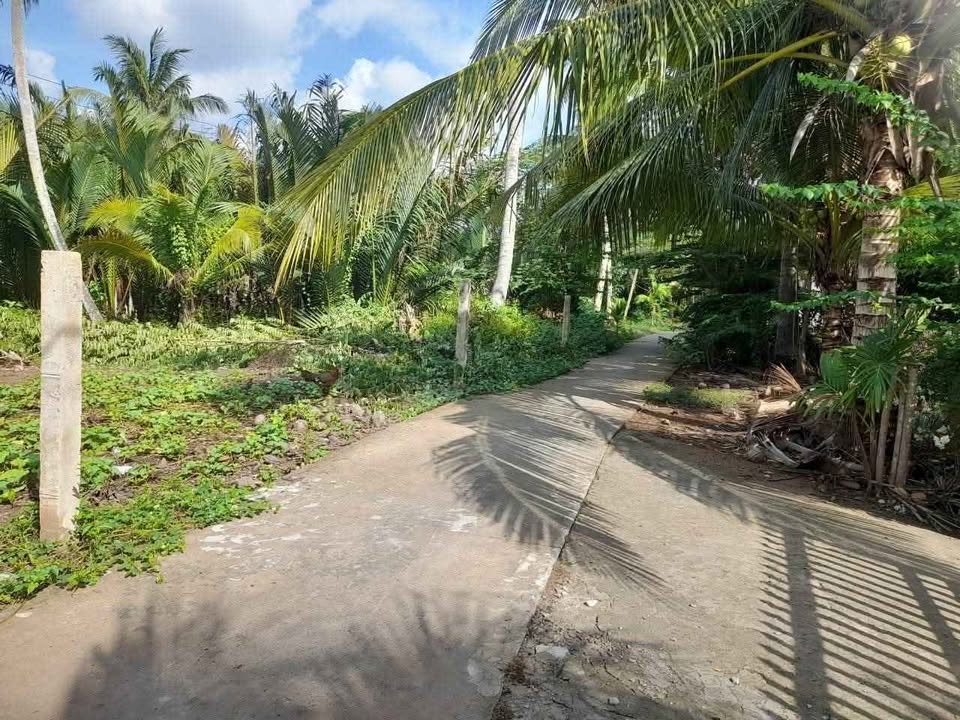 Đất thổ cư 337m² Châu Hòa, Giồng Trôm giá 640 triệu - Cơ hội vàng đầu tư!