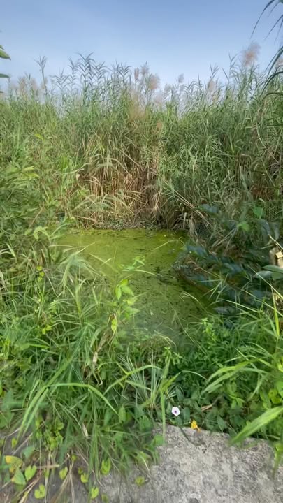 Đất nền chính chủ Tân Hội, Cai Lậy 250m² giá 290 triệu - Cơ hội đầu tư tuyệt vời!