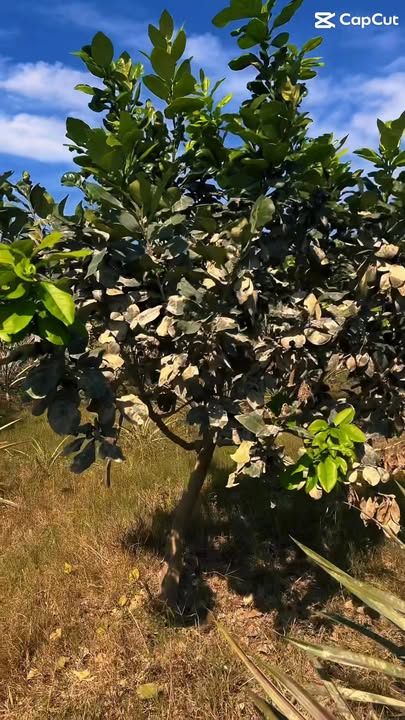 Lô rẫy tại xã Krông Na, Buôn Đôn 9446m² giá 1.57 tỷ - Chính chủ cần bán gấp!