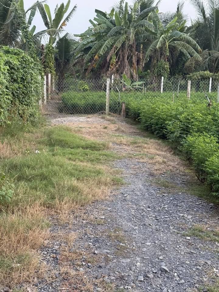 Đất vườn 500m² xã Phước Lâm, Cần Giuộc - Sổ hồng riêng, giá 650 triệu!