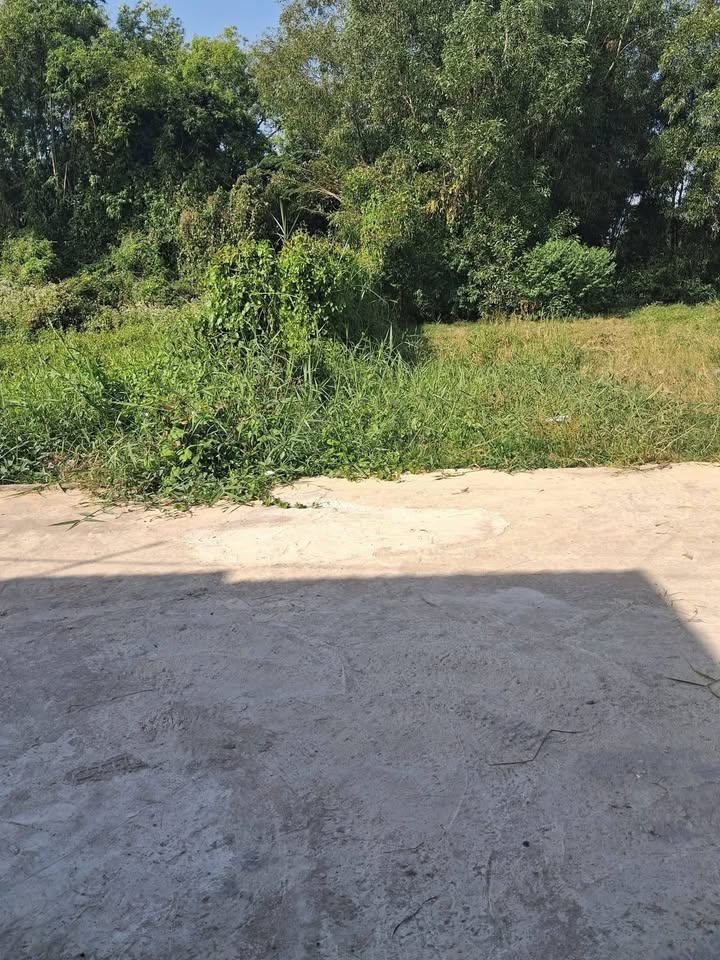 Đất thổ cư 132m² tại ấp Rừng Dầu, Đức Hòa chỉ 1.15 tỷ - Sổ đỏ chính chủ