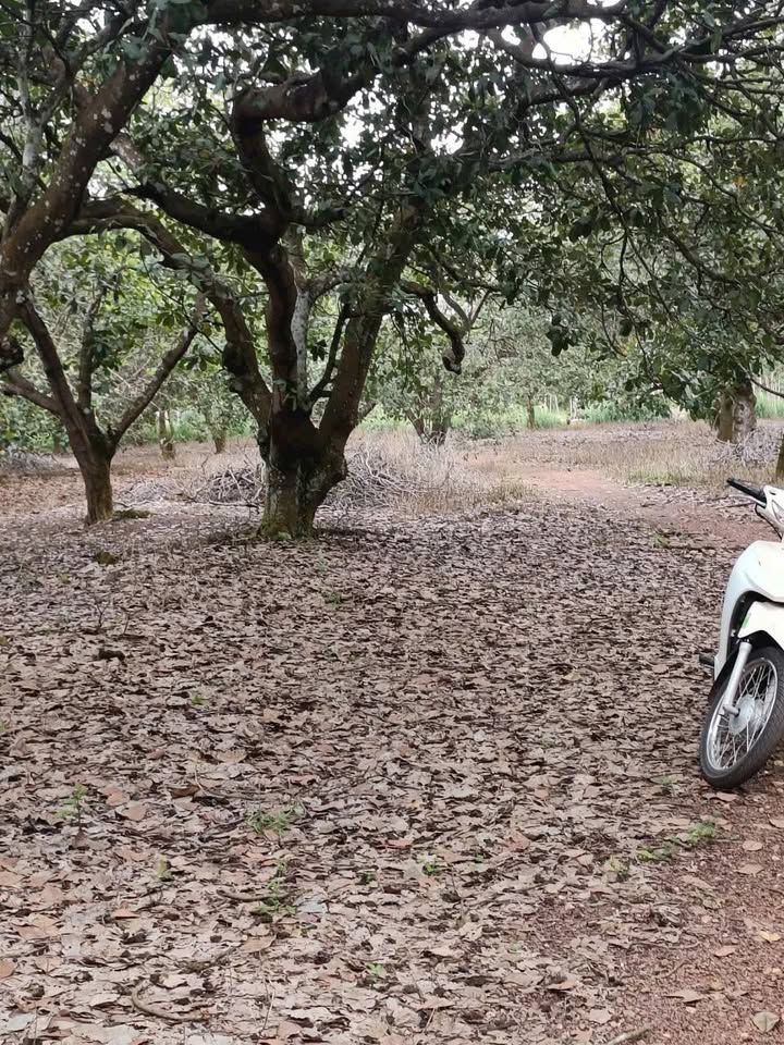 Đất vườn 6700m² Tiến Hưng Đồng Xoài giá chỉ 1.9 tỷ - Sổ đỏ chính chủ!